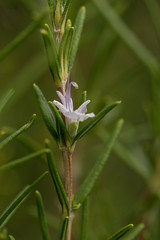 Romero (Salvia rosmarinus)