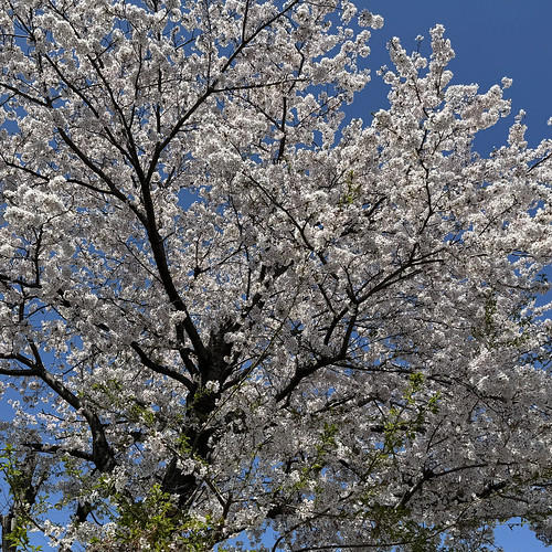 桜 Sakura cherry cherryblossom