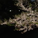 sakura at chidorigafuchi 千鳥ヶ淵の桜