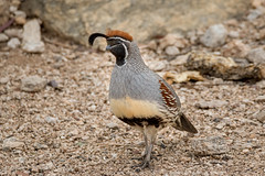 handsome quail