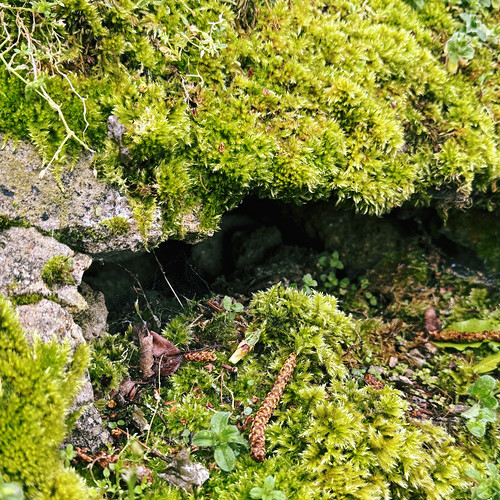 Tiny Grotto (101/366)