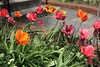 Tulips in front garden, 22nd Street NW, Kalorama, Washington, D.C.