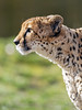 Profile of a cheetah