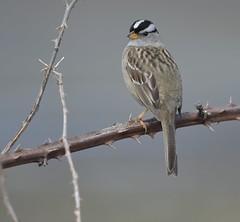White crowned sparrow.