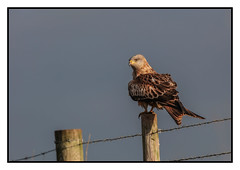 Red Kite on a post - - (Milvus milvus) 2 clicks for large