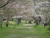 Kirschblten beim Kintai-kyo