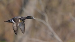 Ring-necked Duck  4021