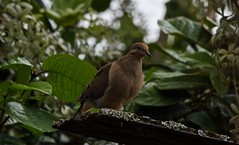 Early Mourning Dove