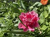 Les jardins fleuris  de Porte de Savoie