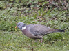 Common Wood Pigeon - Columba palumbus