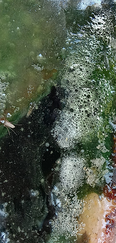 Algae with mosquito