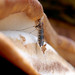 Ditomyia fasciata - fungus gnat