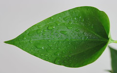 anthurium lace leaf