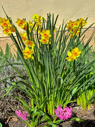 Daffodils or Jonquils in spring in Kiefersfelden in Bavaria, Germany