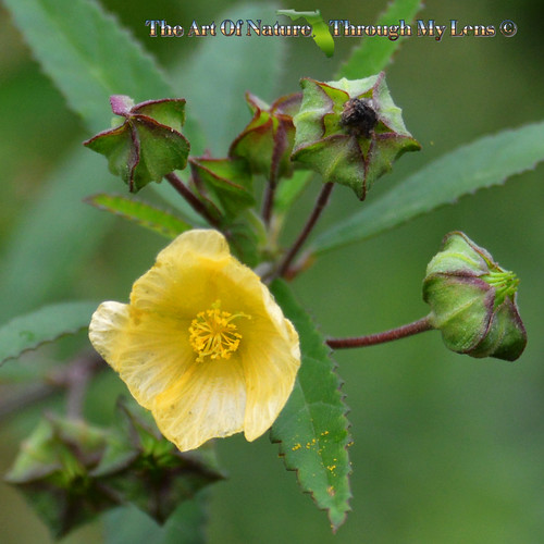 Flannel weed, Bala, Country Mallow or Heart-leaf sida (Sida cordifolia L. Lima)