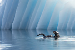 Sea otter and iceberg