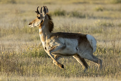 Pronghorn on the move! (EXPLORE)