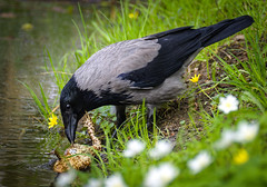 Hooded crow by hedera.baltica on flickr