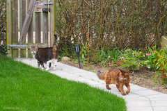 Bastian and Rags by Bleading Hearts - Happy Caturday