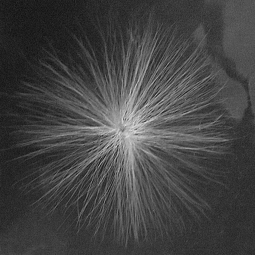 Seed parachute in black and white