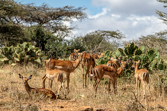 Impala Female Herd, Among the Prickly Pear