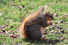 Fox Squirrels in Ann Arbor at the University of Michigan on April 1st, 2024