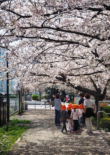 Children seeing the cherry blossom.