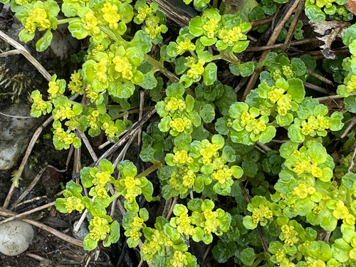 opposite-leaved golden-saxifrage