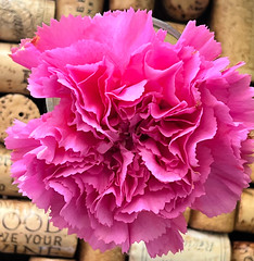 Pink Carnation IMG_3985