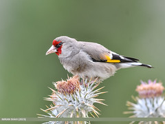 European Goldfinch (Carduelis carduelis) by Birds of Gilgit-Baltistan on flickr