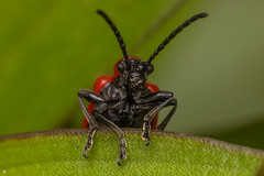 Lily Leaf Beetle (Lilioceris lilii)