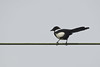 Minimalist picture of a Magpie (Pica pica) sitting on a railway power supply (copper alloy) cable.