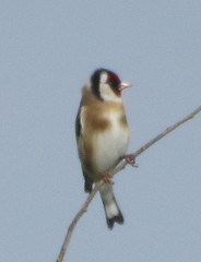 European Goldfinch; 20240413; UK-NFK-Cley Marshes NWT by plantpollinator on flickr