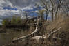 Missouri River Driftwood