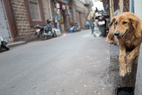 Dog // Jodhpur India
