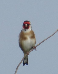 European Goldfinch; 20240413; UK-NFK-Cley Marshes NWT by plantpollinator on flickr