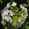 Feral cherry tree blooming at a railway embankment