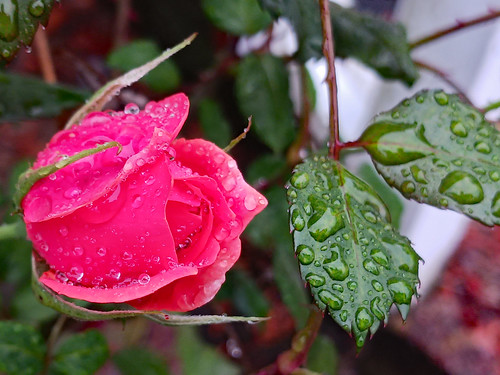 Rain Soaked Rose.