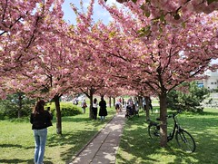 Sakura na Bronxie, Kraków