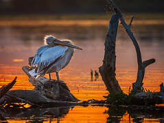 Sunrise Sleepy Dalmation Pelican, Greece. Winner of the Wildlife and it's habitat section of the Flickr World Photography Day 2024 Contest.