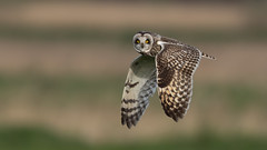 Short-eared Owl in Spring!