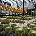 DSC_5383: a large display of cactus in a greenhouse