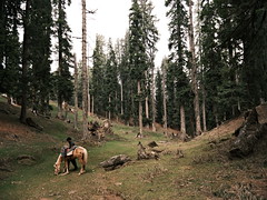 Tall trees on mountains