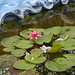 DSC_5429: a pink flower sitting on top of a lily pad