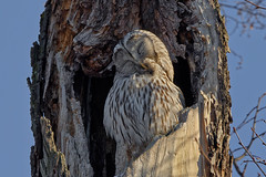 Длиннохвостая неясыть, Strix uralensis uralensis, Ural Owl