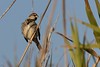 Gorrin Moruno - Spanish Sparrow - Passer hispanoliensis