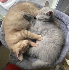 Milo and Pearl
