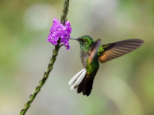 Stripe-tailed Hummingbird`