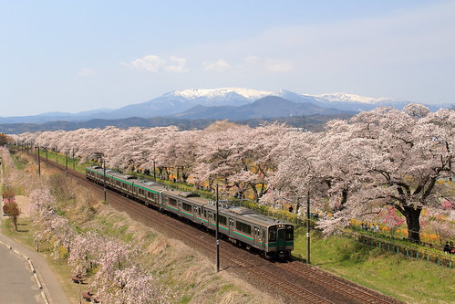 Train Under Cherry Blossom Trees