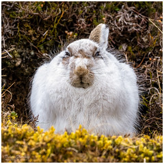 Face-to-Face with a Mountain Hare